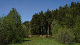 В Кировской области увеличат объём предоставляемого в пользование леса на 15 %