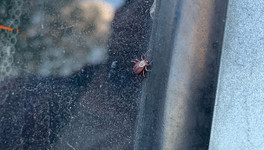 Роспотребнадзор по Кировской области: как правильно удалять клеща