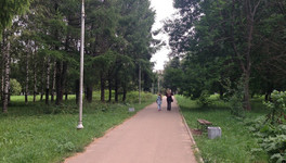 Неизвестные украли из Кочуровского парка новые саженцы ели