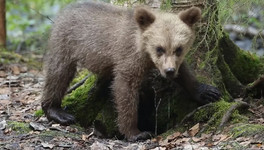 В Центре спасения медвежат-сирот рассказали, как специалисты различают малышей