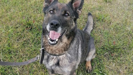 Полиция Кирова ищет хозяина для служебной собаки