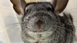 В Кирове шиншилле экстренно удалили камень