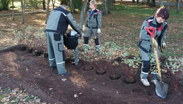 В Александровском саду высадили кустарники