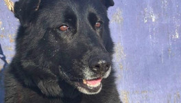 Кировская полиция отдает овчарку Ирму