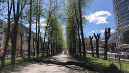 На Октябрьском проспекте из-за сильного ветра упали деревья