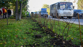 В Кирове высадят живую изгородь вместо заборов