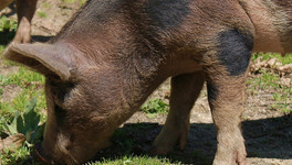 Глава Россельхознадзора предупредил о возможном распространении в области африканской чумы свиней