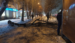 На Воровского у остановки дерево упало на женщину
