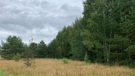 Беспилотник спас заблудившуюся в лесу пенсионерку под Кировом