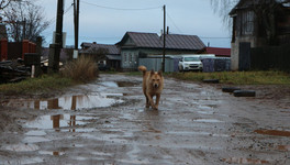 В Кировской области формируют подразделение по отлову безнадзорных животных