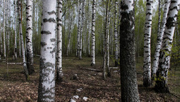Можно ли в лесах собирать валежник?
