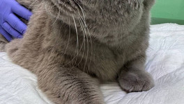 Кировские ветеринары удалили коту кожный рог на лапе