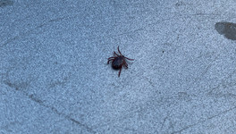 В Госдуме предложили бесплатно проверять клещей на инфекции без направления врача