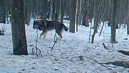 В Котельничском районе в объектив видеокамеры попали волк, лосёнок и кабан