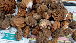 Какие весенние грибы уже собирают в Кировской области?