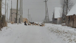 Стаи бездомных собак держат в страхе жителей села в Кировской области