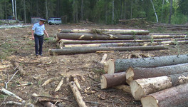 В Кировской области незаконно вырубили лес более чем на 600 тысяч рублей