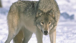 С начала года в Кировской области охотники добыли больше двухсот волков