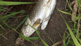 В реке Коса в Кировской области после загрязнения воды погибла рыба