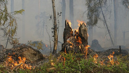В Кировской области произошло два лесных пожара