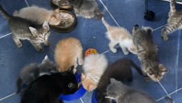 Кировские волонтёры собирают корм для бездомных животных