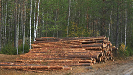 «Чёрные» лесорубы Шабалинского района вырубили лес более чем на 250 тысяч рублей