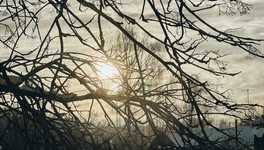 Министерство экологии Кировской области рассказало, как зимуют дикие животные