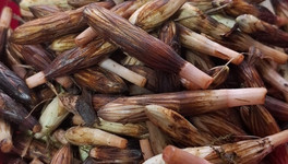 В Кировской области начали собирать песты