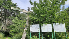 «Деревья все упали, гниют»: кировские депутаты возмущены состоянием Заречного парка