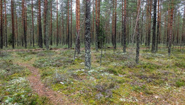 В Кировской области нашли пенсионера, блуждавшего по лесу двое суток