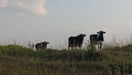 В Кировской области колхоз продал четыре тонны испорченного коровьего молока