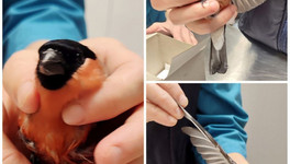 В Слободском спасли замёрзшего снегиря, которого нашли на улице