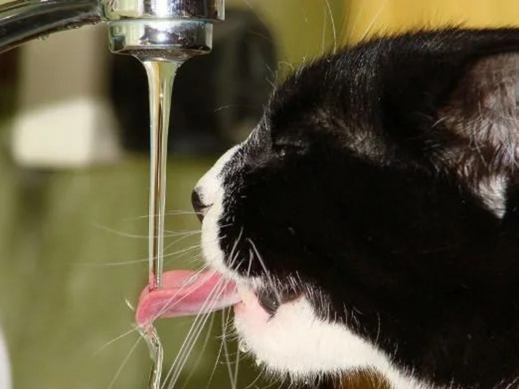 Кошка пьет воду причины. Кошка пьет. Кот пьет воду. Кошка лакает. Как пьют кошки.
