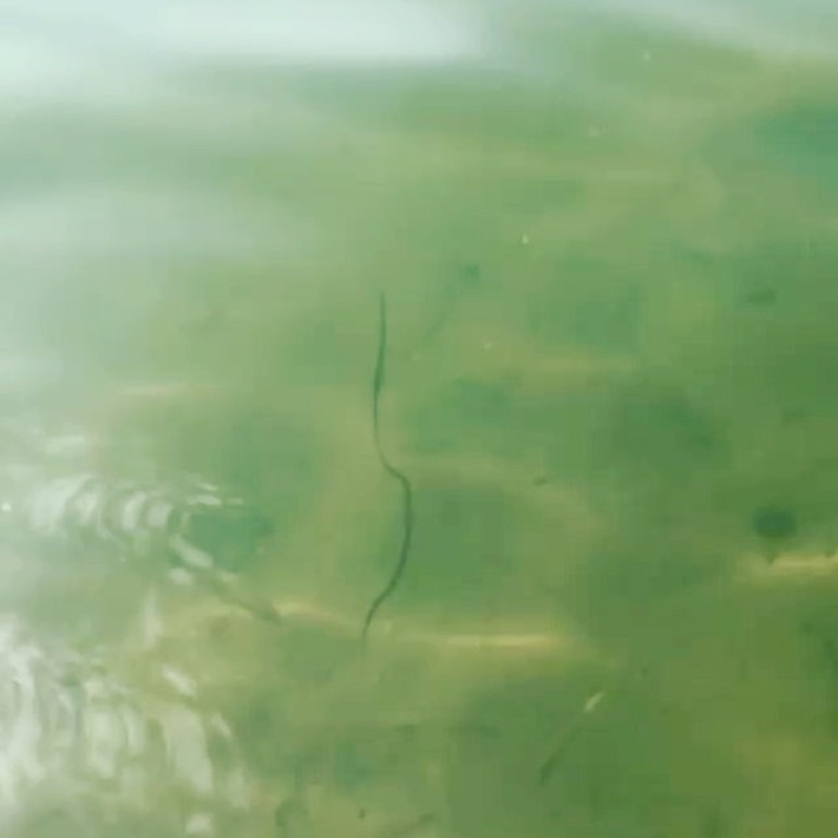 Конский волос в воде фото