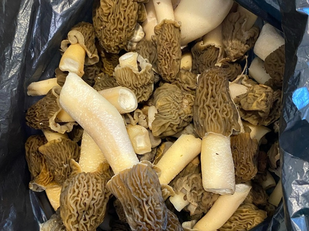 Строчково-сморчковый сезон открыт: кировчане делятся снимками первых грибов