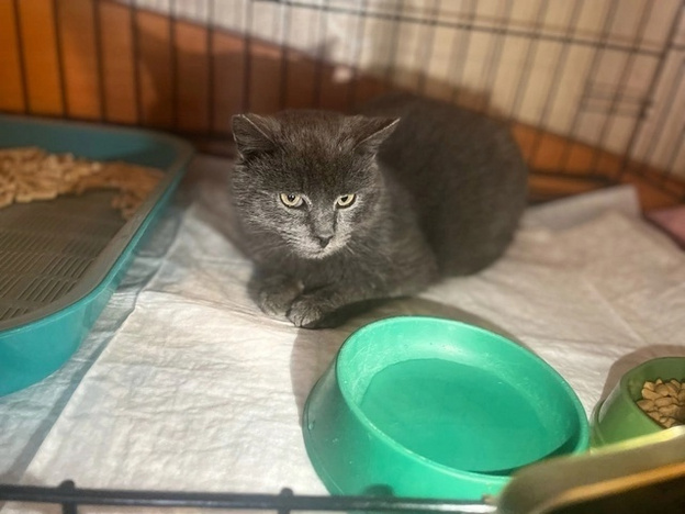 Коты из Слободского района ищут дом