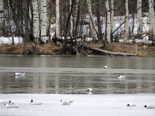 На пруду в Слободском районе жители нашли сотни мёртвых птиц