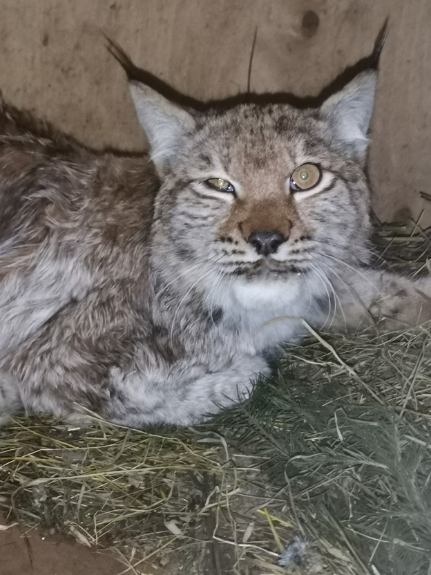 Рысенка, который три недели бродил по Кирову, отловили