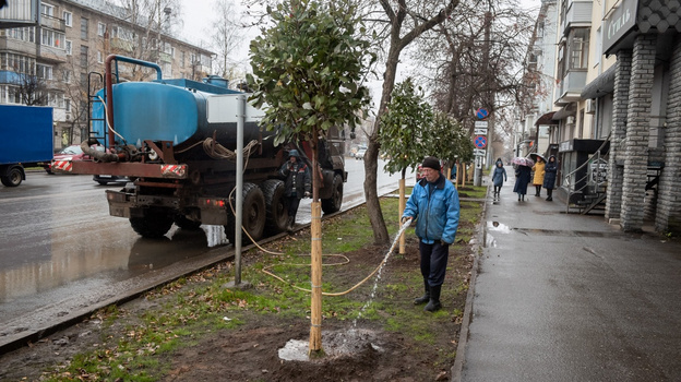 На улице Воровского в Кирове посадили взрослые деревья