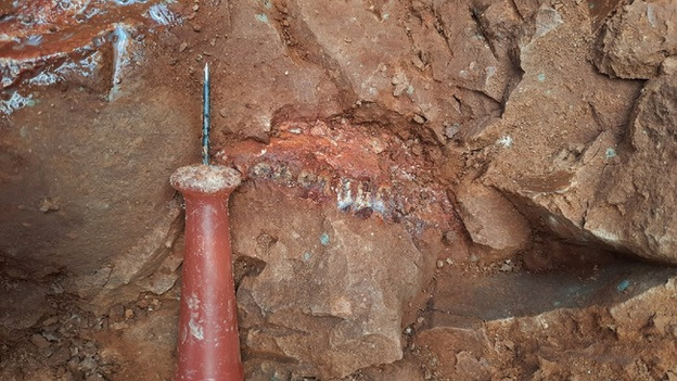 На котельничском местонахождении обнаружили новые останки парейазавра