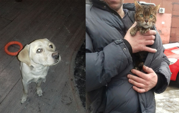 Кировчане реанимировали пострадавшего при пожаре кота