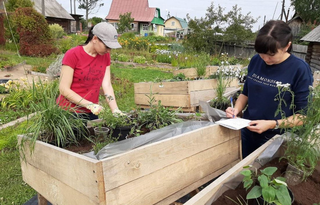 Учёные ВятГУ выяснили, какие растения из Кировской области можно высаживать на крыше