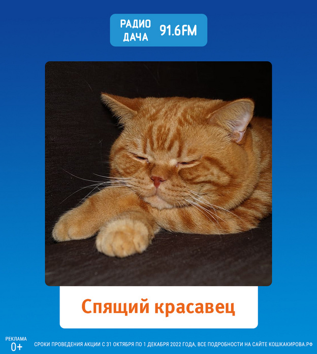 В проекте «Главная кошка Кирова» назвали имена призёров заключительного еженедельного розыгрыша