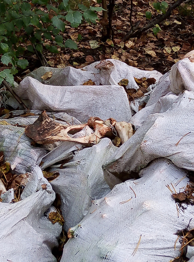 В лесу под Кировом грибники нашли огромную кучу мешков с костями животных