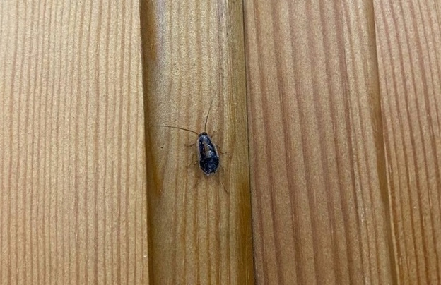 В столовой кировской школы вновь увидели тараканов