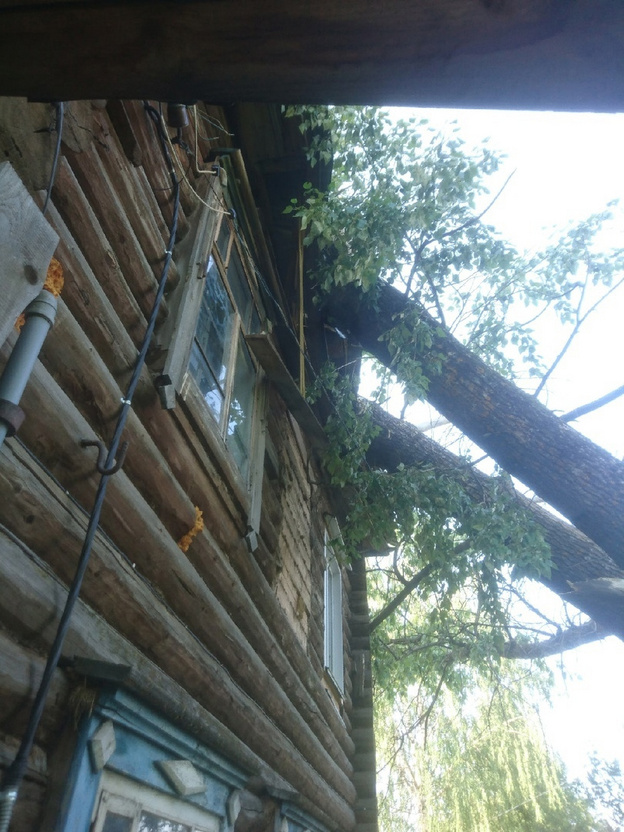 «Держится на честном слове»: жители Даровского района боятся зимовать в доме, на который упал тополь