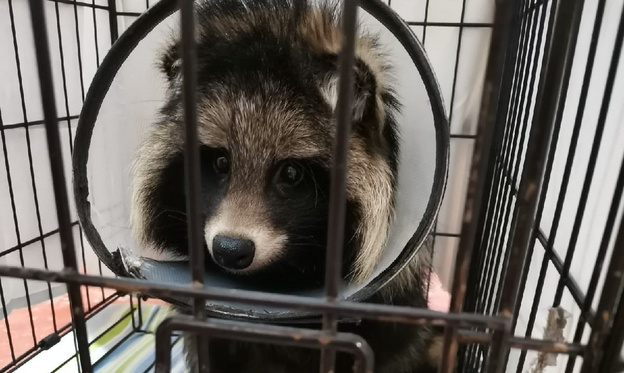 В Кирове спасли енотовидную собаку со сломанной лапой