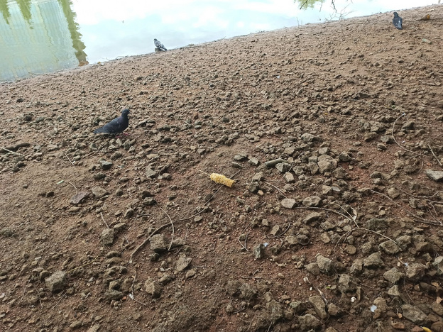 Как выглядит пруд в парке имени Кирова во время спуска воды. Фотолента