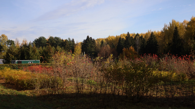 Команда движения «Экосистема» представила концепцию восстановления Дендропарка