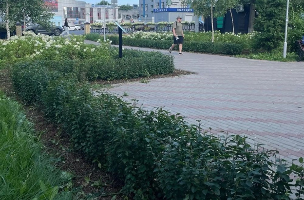 В Кирове ухаживают за клумбами, кустарниками и деревьями